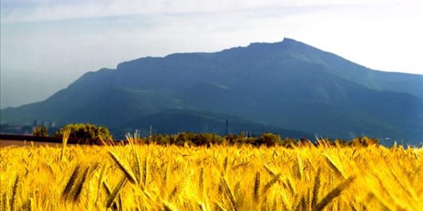 Agri SA react to government land ceiling statements Agri SA react to government land ceiling statements | News Article
