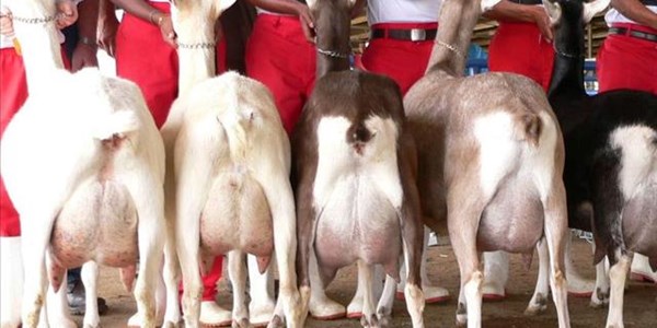 Goat farmers invited to participate in workshop | News Article