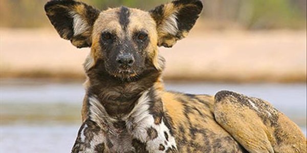 Kruger National Park dealt severe blow as virus wipes out wild dog pack | News Article