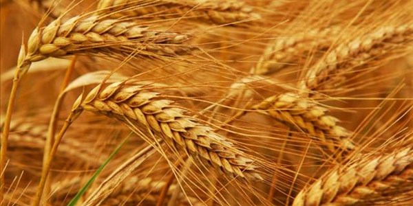 Trigger results in wheat tariff price adjustment | News Article