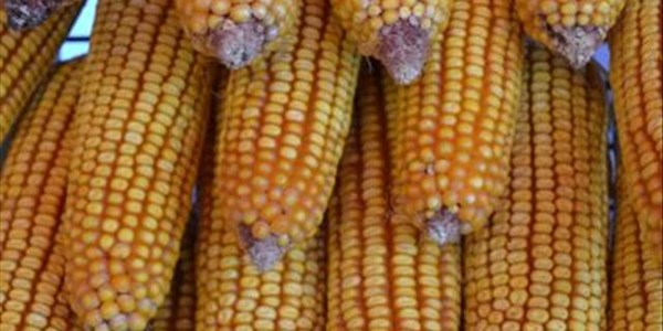 Maize slightly up in latest CEC release Maize slightly up in latest CEC release | News Article