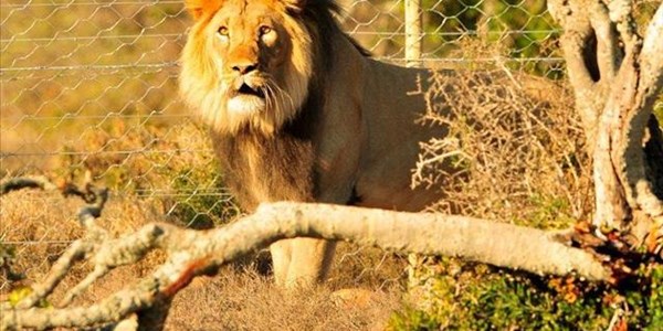 Sylvester the Karoo lion finds a new home at Addo in the Eastern Cape | News Article