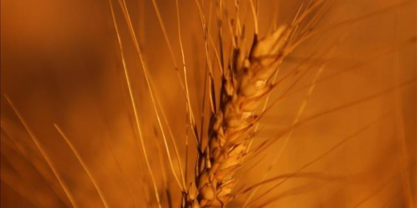 Free State expected to plant more than three times as much wheat | News Article