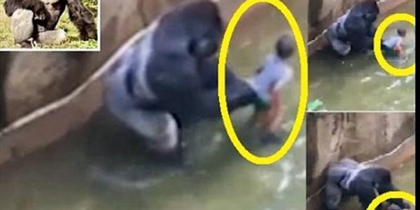 WATCH: Cincinnati zoo kills gorilla to save boy who fell into enclosure | News Article