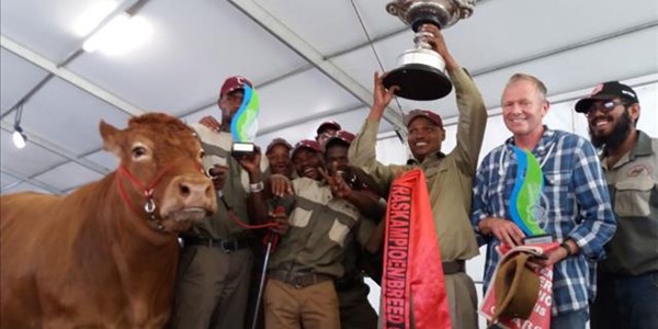 Limousin cow crowned Supreme Champ of beef cattle  | News Article