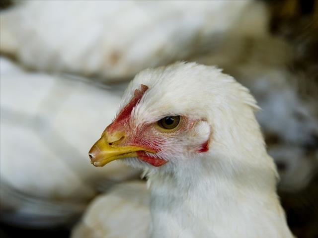 Avi Africa poultry conference in Jhb next week | OFM