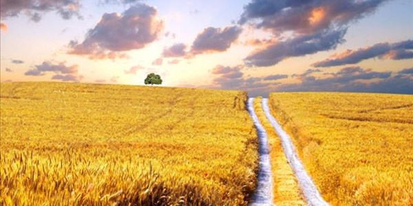 Trust lacking in land reform process Trust lacking in land reform process | News Article