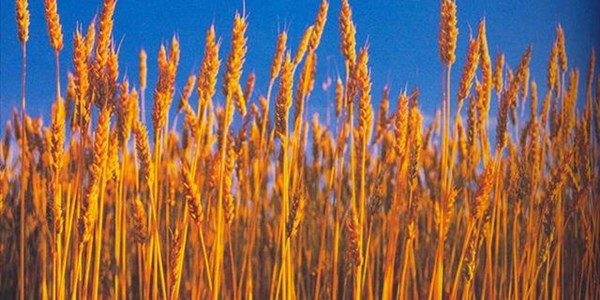 Agbiz morning market viewpoint on agri commodities – 21 June Agbiz morning market viewpoint on agri commodities – 21 June | News Article