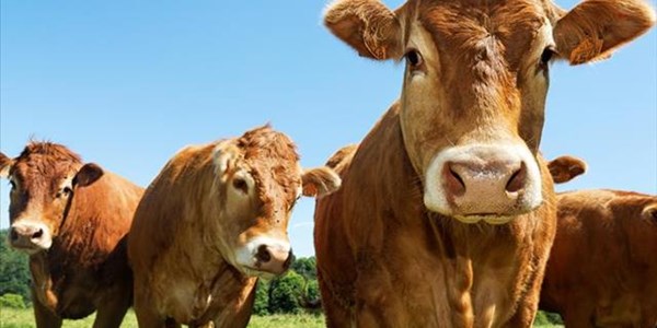 Agri trends 21 June 2016 – SA could experience investment downgrade by 2017 Agri trends 21 June 2016 – SA could experience investment downgrade by 2017 | News Article