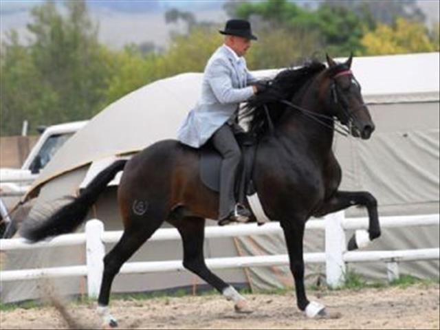 SA Boerperd not just a horse owned by a farmer | OFM