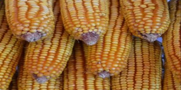 Maize imports will need to be ramped up | News Article