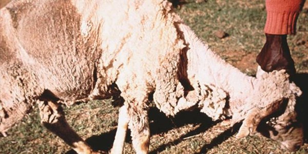 Producers urged to protect herds against sheep scab mite Producers urged to protect herds against sheep scab mite | News Article