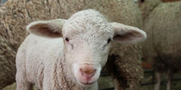 FS sheep farmers lose billions to stock theft | News Article