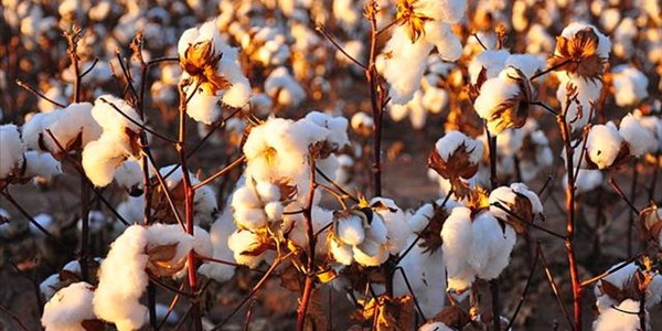 Cotton production expected to be half as much as last year | News Article