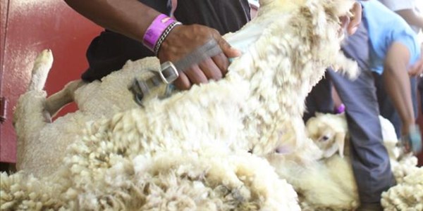 Wolproduksie neem toe regoor die wêreld Wolproduksie neem toe regoor die wêreld | News Article