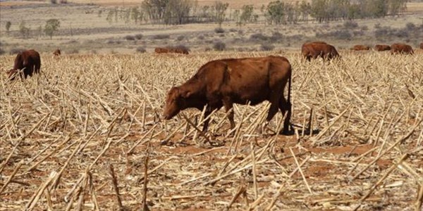 Agri trends 28 June 2016 – Brexit: Opportunity or threat? Agri trends 28 June 2016 – Brexit: Opportunity or threat? | News Article
