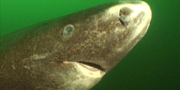 Sloth of the shark world centuries old Sloth of the shark world centuries old | News Article