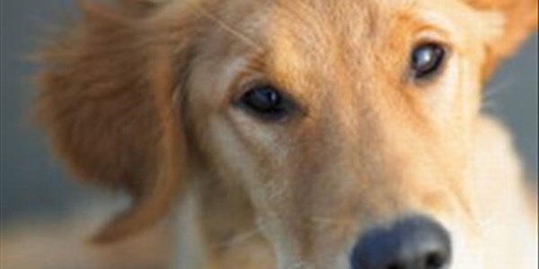 Stilfontein SPCA operational again Stilfontein SPCA operational again | News Article