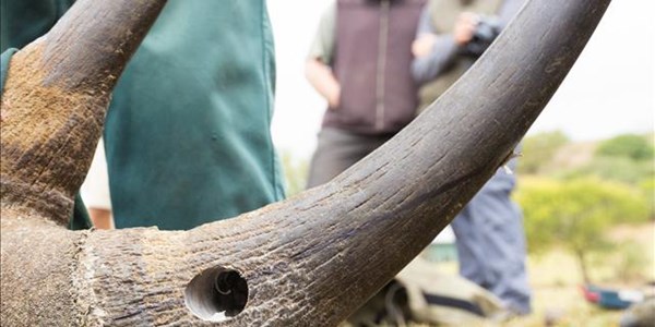 SA police arrest eight rhino poachers in three different provinces | News Article