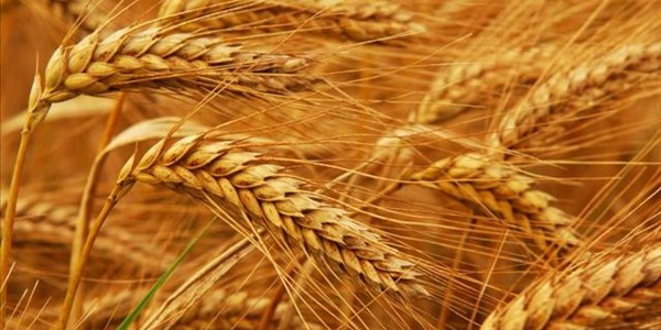 Grain SA gets court order for wheat tariff implementation | News Article