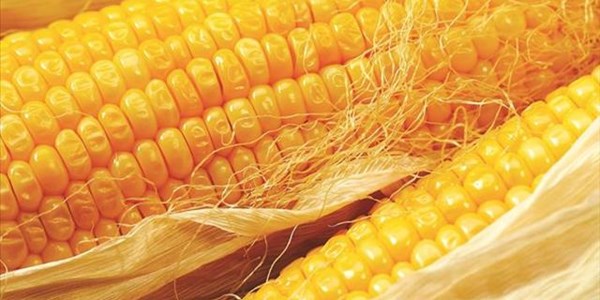 Maize estimate slightly up in latest CEC report | News Article