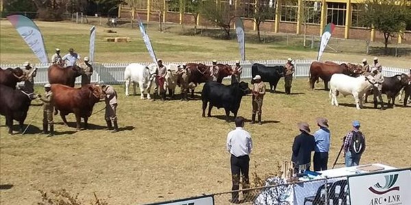 FS Bonsmara breeder scoops national herd improvement award | News Article