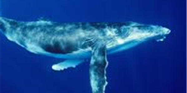 Whale "thanks" coast guard after rope rescue | News Article