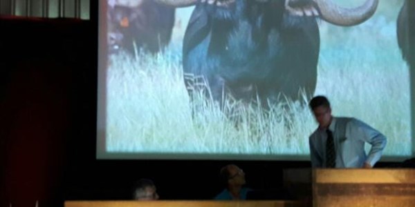 Buffalo sold for R168 million Buffalo sold for R168 million | News Article