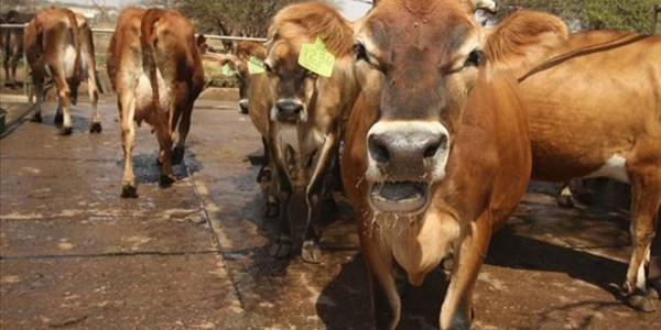 Binnelandse melkprodusente sukkel om te oorleef | News Article