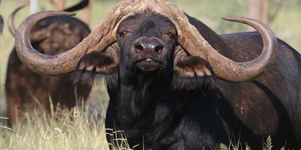 Buffalo bull Inala already a recognised brand Buffalo bull Inala already a recognised brand | News Article