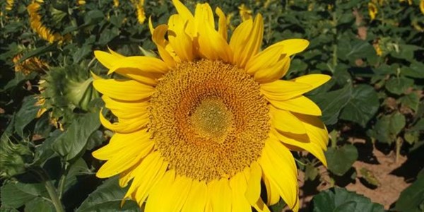 Sunflower profit margins more consistent than maize  | News Article
