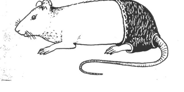 Scientist puts trousers on a rat proceeds to win an Ig Nobel prize | News Article