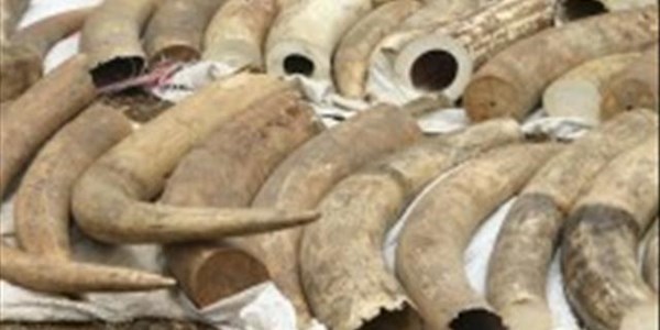 Zuma calls for regulated ivory trade | News Article