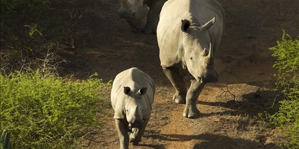 CITES: Africa’s plan to save rhinos | News Article