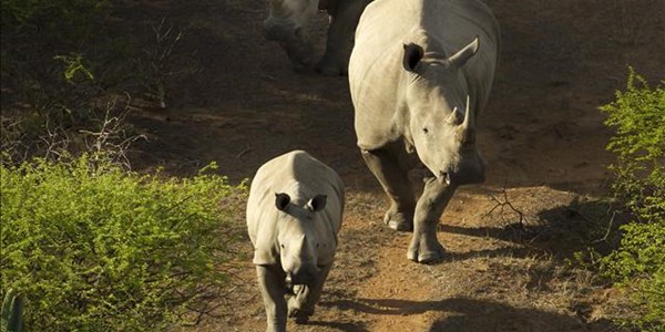 CITES: Africa’s plan to save rhinos CITES: Africa’s plan to save rhinos | News Article