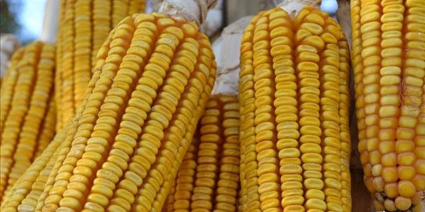 Grain SA celebrates developing farmers | News Article