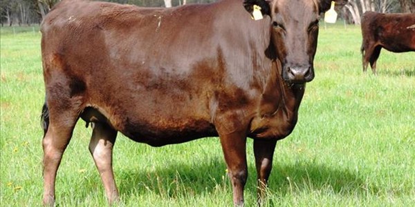 Wagyu auction nets nearly R10-million | News Article