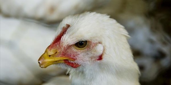 Home-grown chickens could end food insecurity in Africa | News Article