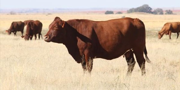 Stockman's School to unpack beef quality issues | News Article
