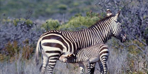Cape Mountain Zebra success story | News Article