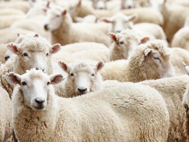 Animal cruelty, livestock mutilation of great concern in FS | OFM