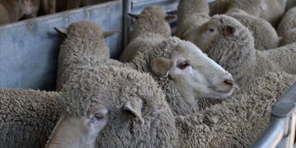 Latest wool market reports | News Article