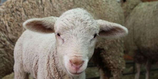 Livestock diseases, parasites spike after good rains Livestock diseases, parasites spike after good rains | News Article