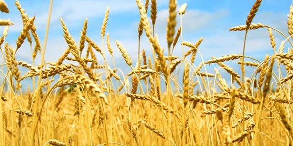 Jannie de Villiers comments on wheat outlook | News Article