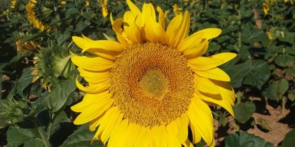 Sunflower stocks way higher than last year | News Article