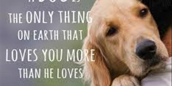The Good Blog - Meet The Dog! | News Article
