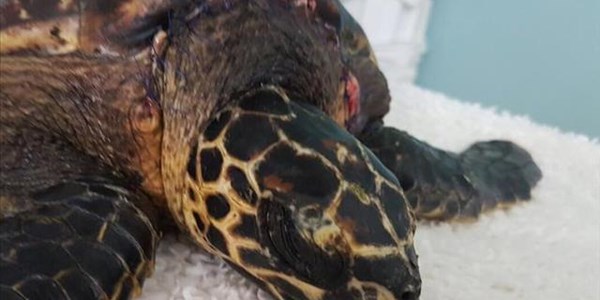 Scarce turtle rescued at Mossel Bay | News Article