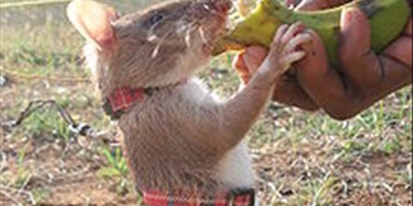 Rats sniff TB in Tanzania  | News Article