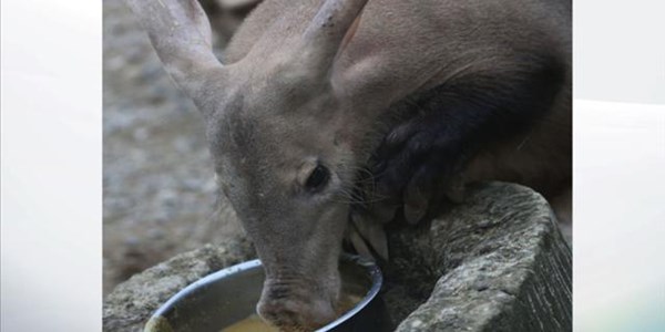 London Zoo reopens after aardvark and meerkats die in fire | News Article