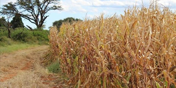 A-maize-ing initiative to bring bags of hope to struggling farmers | News Article